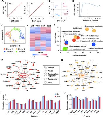 Multi-Omics Approach to Dissect the Mechanisms of Rexinoid Signaling in Myoblast Differentiation